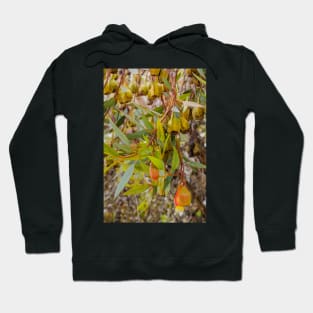 Gumnuts 1 Hoodie